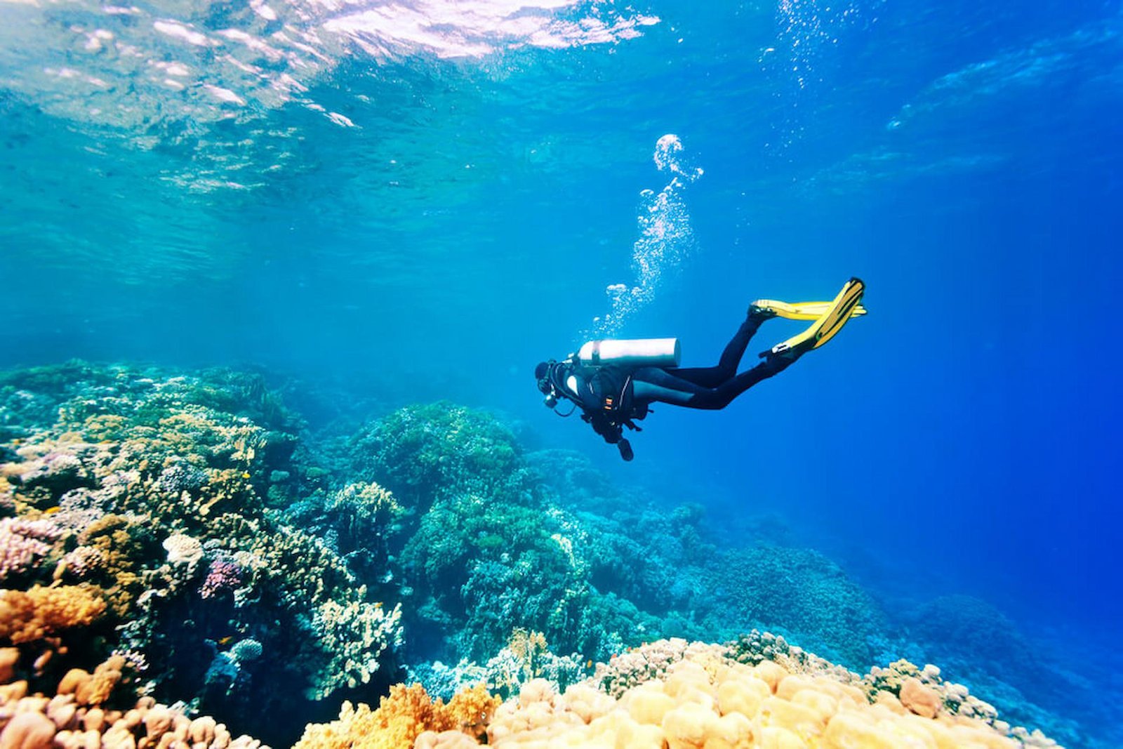 Diving Tours