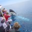 Reasons Why You Should Go On A Whale Watching Tour