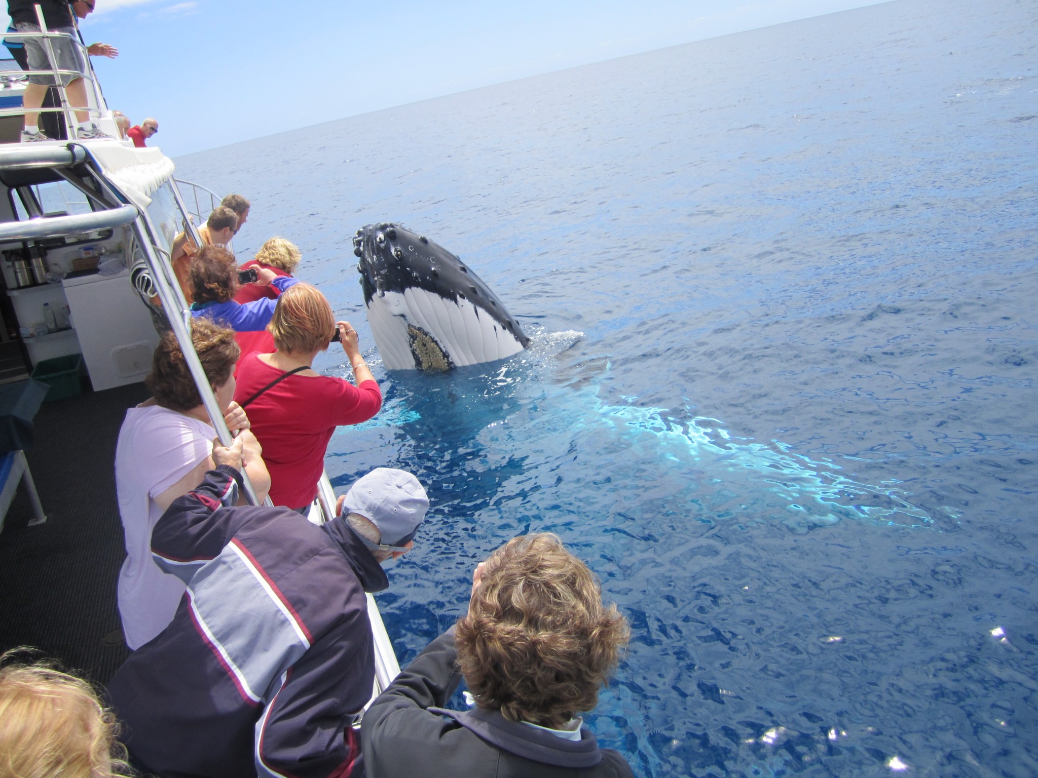 Reasons Why You Should Go On A Whale Watching Tour - Travelogues Blog